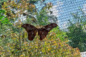Pilpintuwasi Butterfly Farm & Native Tribes Tour 4