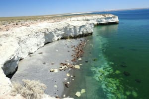 Puerto Madryn City Tour & Sea Lions 4