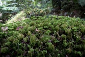 Alerce Andino National Park Trekking 4