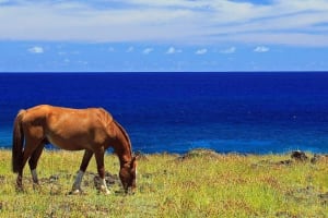 Easter Island Horseback Riding Adventure 3