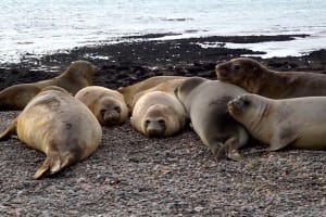Punta Ninfas Full-Day Wildlife Adventure 3