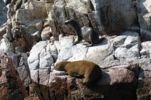 Ballestas Islands Boat Tour from San Martin Port 4