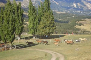 Patagonian Gaucho Experience in Coyhaique 3