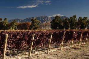 San Juan Wine Route Tour 4