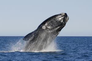 Peninsula Valdes Wildlife Adventure 4