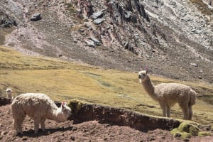 Palccoyo Rainbow Mountain Trek 4