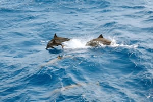 Dolphin House Snorkeling Adventure 4