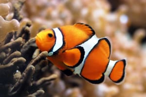 Semi-Submarine Sea Trip & Diver Show in Marsa Alam 4