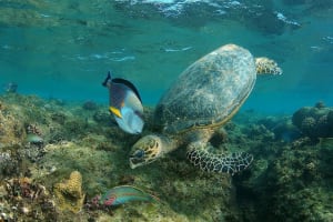 Abu Dabbab Private Snorkeling Trip 3