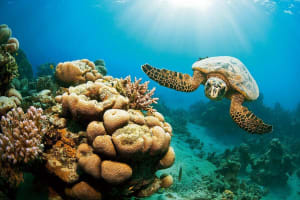 Marsa Mubarak Snorkeling Adventure 4