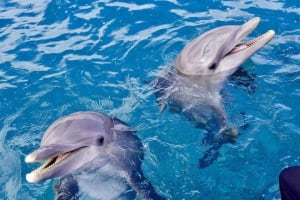 Hurghada Private Speedboat Dolphin Tour 3