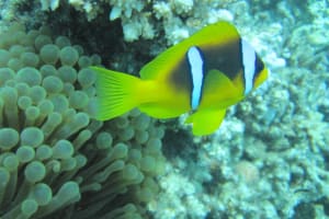 Sharm El Sheikh Semi-Submarine Adventure 3