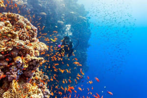 Sharm El Sheikh Scuba Diving Adventure 3