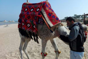 Sharm El Sheikh Quad Bike & Camel Safari 4