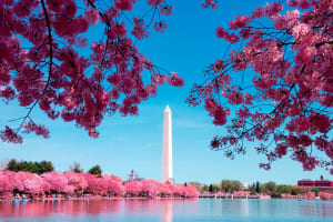 Washington DC Morning Monuments Tour 4
