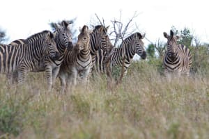 Private Transfers to Sanbona Wildlife Reserve 4