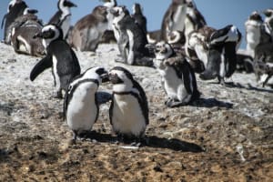Boulders Beach Penguins & Cape Point Half-Day Tour 4