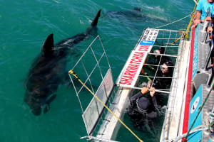 Private Shark Cage Diving Tour from Cape Town 4