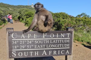 Cape Town Adventure: Table Mountain, Penguins & Cape Point Tour 3