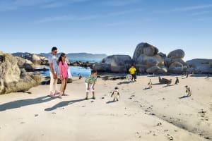 Boulders Beach Penguin Encounter Tour 3