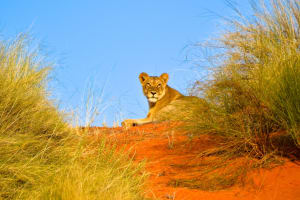 Hluhluwe-Imfolozi Open Vehicle Wildlife Adventure 3