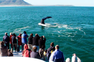 Hermanus Whale Watching & Wine Tour 3