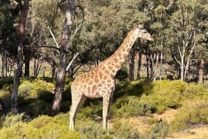 4-Day Kruger Big 5 Safari from Johannesburg 4