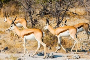 3-Day Kruger Tented Big 5 Safari Tour 4