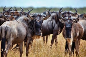 4-Day Kruger Katekani & Balule Safari from Johannesburg 4