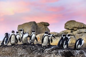 Cape Town Seal Snorkelling & Penguin Colony Tour 3