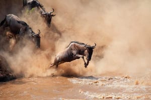 15-Day Tanzania and Zanzibar Beach & Safari Expedition 4