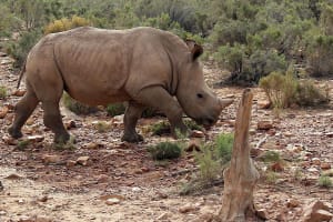 Cape Town Highlights & Big 5 Safari 3