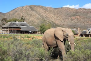 Aquila Safari Sunset Game Drive 3