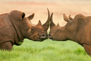 2-Day Kruger Fly-in Big 5 Safari Tour 4