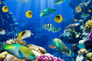 Hurghada Paradise Island Snorkeling Tour 3