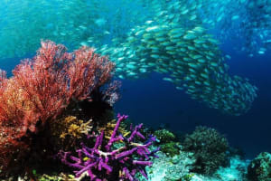 Red Sea Semi-Submarine Snorkeling Adventure 3