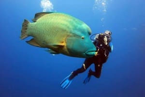 Ras Mohamed & White Island Snorkeling Adventure 4