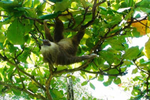 Manuel Antonio National Park Wildlife Tour 4