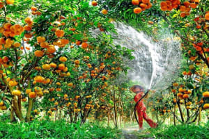 Mekong Delta 1-Day Tour from Ho Chi Minh City 4
