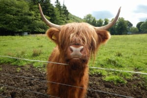 Loch Lomond, Stirling & Whisky Tour 4