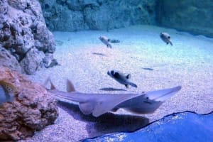 Hurghada Grand Aquarium Tour 3