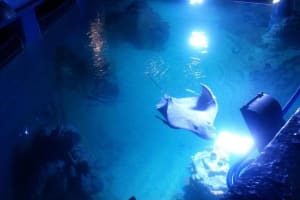 Hurghada Grand Aquarium Tour 4