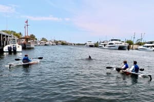 Clear Kayak Tour of Tarpon Springs Sponge Docks & Mangroves 3