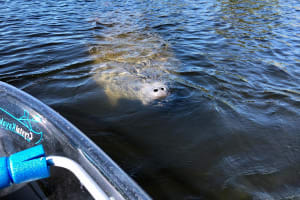 Clear Kayak Tour of Tarpon Springs 4