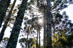 Caracol Park Admission Ticket 3