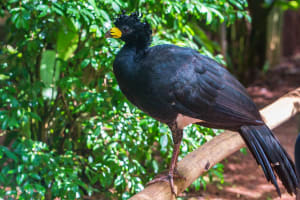 Iguassu Bird Park Admission Ticket 4