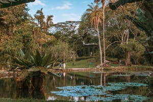 Rio de Janeiro Botanical Garden & Tijuca Forest Tour 3