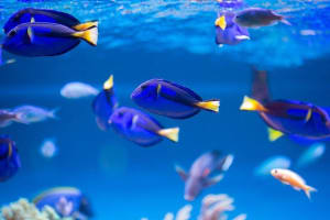 Dubai Mall Aquarium & Underwater Zoo Tickets 3