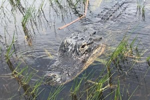 Everglades Airboat Safari Adventure 4