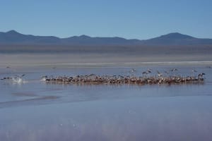 Atacama & Uyuni Salt Flats Adventure 4